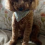 Roxanne a rejoint le concours — aidez-le/la à gagner de superbes lots ! dog, poodle, brown, fluffy, bandana, pet, animal, sitting, blanket, cushion, indoor, cozy, cute, fur, portrait, looking_up, companion, canine, domestic, furniture