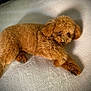 dog, puppy, brown_fur, curly_fur, pet, animal, lying_down, blanket, soft_texture, indoor, cute, relaxed, fur, paw, canine, companion, shadow, resting, adorable, fluffy