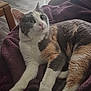Nala joined the competition — help win amazing prizes! cat, indoor, blanket, feline, fur, pet, resting, curious, cozy, soft, purple, white, gray, orange, paws, whiskers, floor, light, window, vertical_blinds