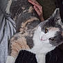 Nala is registered to the contest to win money with this photo: cat, calico, pet, animal, indoor, lap, hand, feline, fur, whiskers, relaxing, comfort, cozy, resting, domestic, closeup, person, casual, soft, home