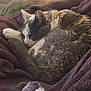 cat, sleeping, blanket, cozy, fur, pet, indoor, resting, cushion, feline, home, comfort, animal, cute, relaxation, warm, soft, tail, ears, nap