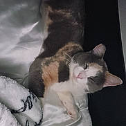 Nala is registered to the contest to win money with this photo: cat, calico, sleeping, relaxed, cozy, blanket, satin, soft_lighting, indoor, pet, fur, whiskers, ears, paw, resting, comfortable, animal, cute, domestic, feline