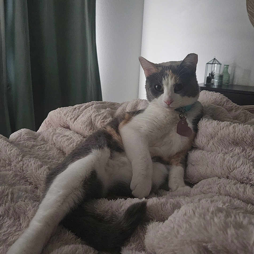 Nala is registered to the contest to win money with this photo: animal, bedroom, cat, collar, cozy, curtains, cute, domestic_cat, feline, fluffy_blanket, fur, home, indoor, pet, relaxed, resting, soft_light, stretching, tabby, whiskers