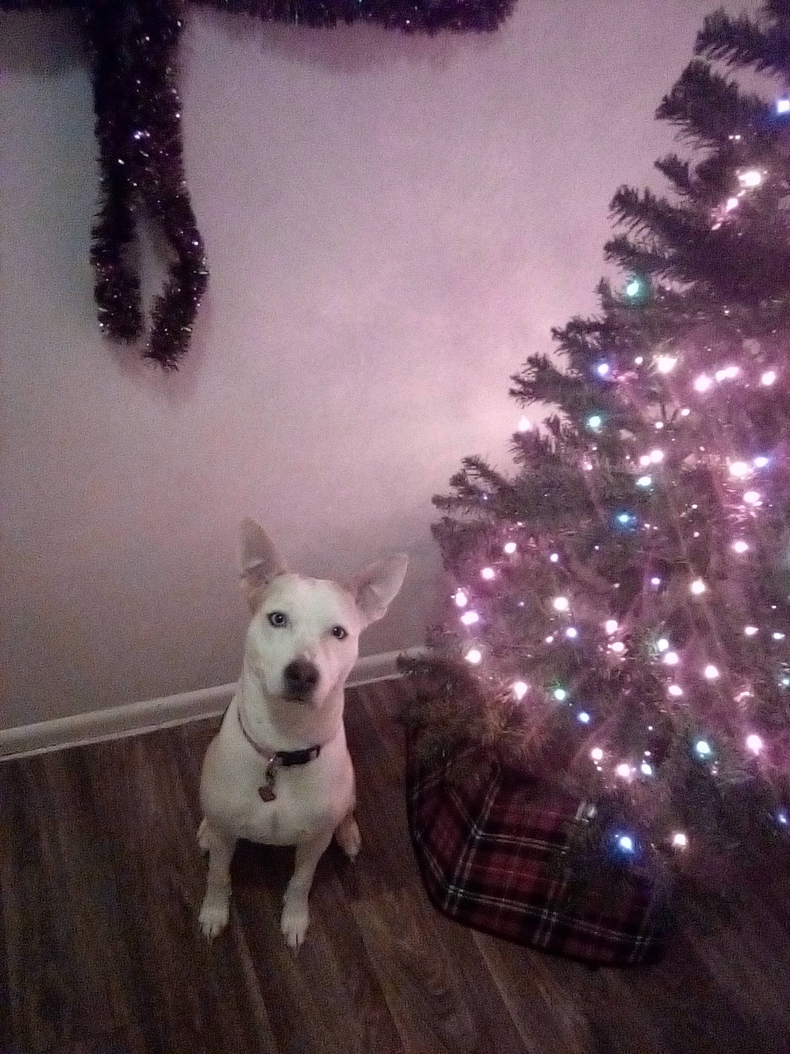 Blu joined the competition — help win amazing prizes! carnivore, christmas_decoration, christmas_ornament, christmas_tree, companion_dog, dog, dog_breed, event, evergreen, fawn, holiday_ornament, light, ornament, plant, tail, tints_and_shades, tree, window, wood, working_animal