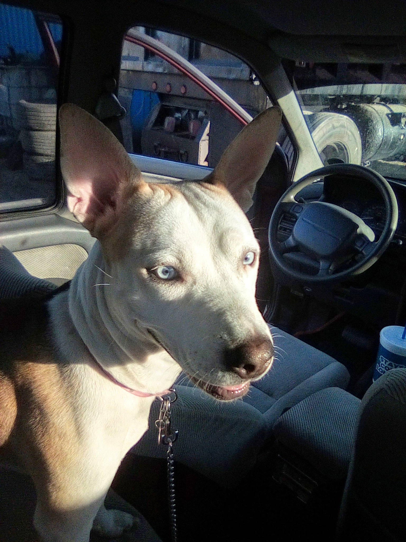 Blu joined the competition — help win amazing prizes! auto_part, car, carnivore, collar, companion_dog, dog, dog_breed, dog_collar, fawn, metal, motor_vehicle, rampur_greyhound, sighthound, snout, steering_wheel, vehicle, vehicle_door, whiskers, windshield, working_animal