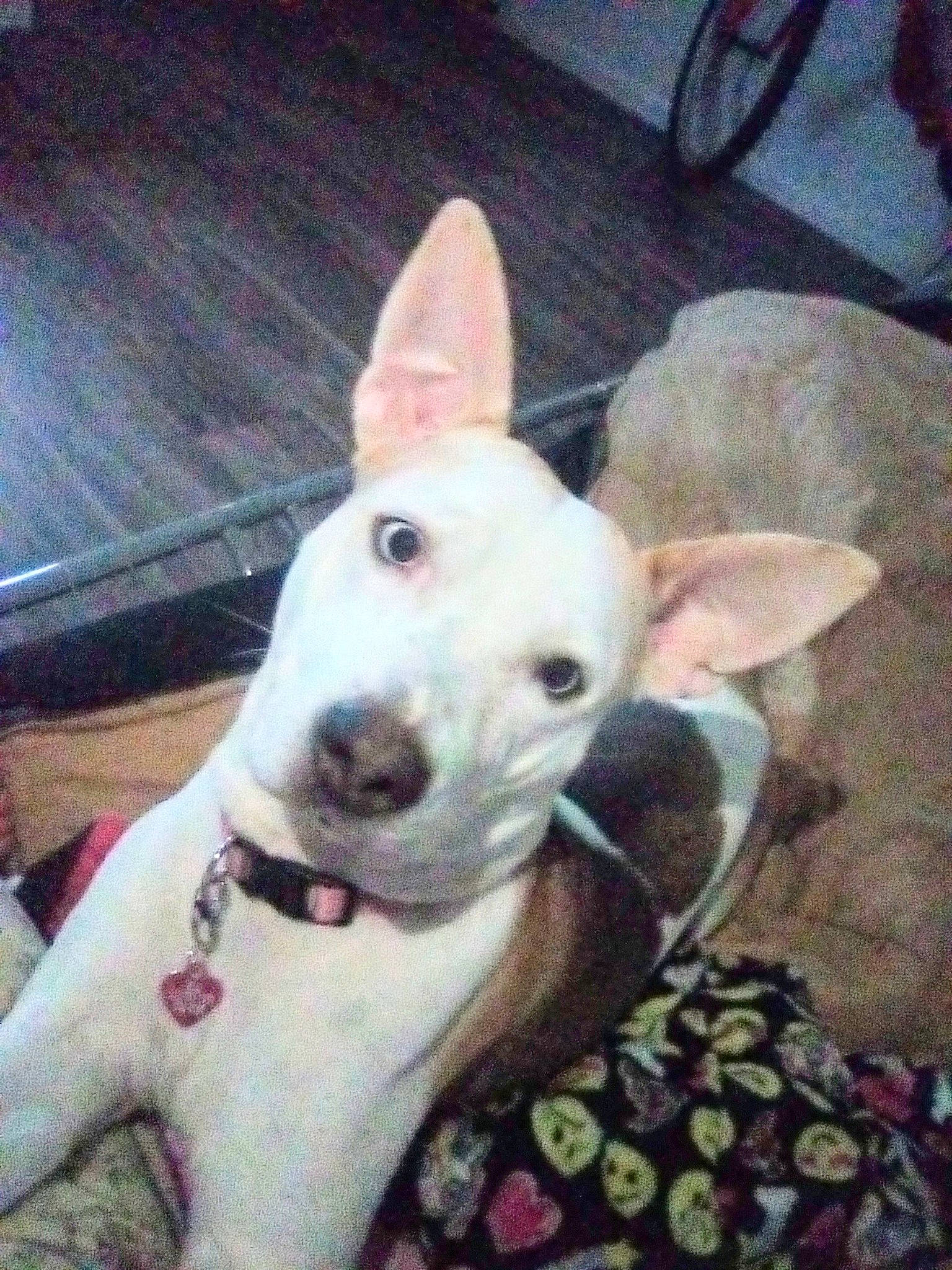 Blu joined the competition — help win amazing prizes! bull_terrier, bull_terrier_miniature, carnivore, collar, comfort, companion_dog, dog, dog_breed, dog_collar, ear, english_white_terrier, fawn, giant_dog_breed, metal, non_sporting_group, old_english_terrier, snout, sporting_group, terrestrial_animal, working_animal