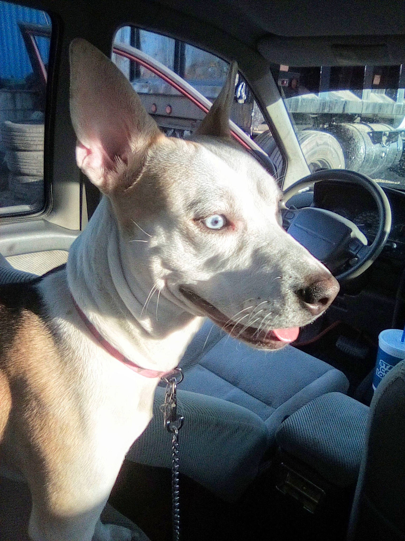 Blu joined the competition — help win amazing prizes! auto_part, canidae, carnivore, collar, companion_dog, dog, dog_breed, dog_collar, fawn, non_sporting_group, snout, sporting_group, vehicle, whiskers, windshield, working_animal