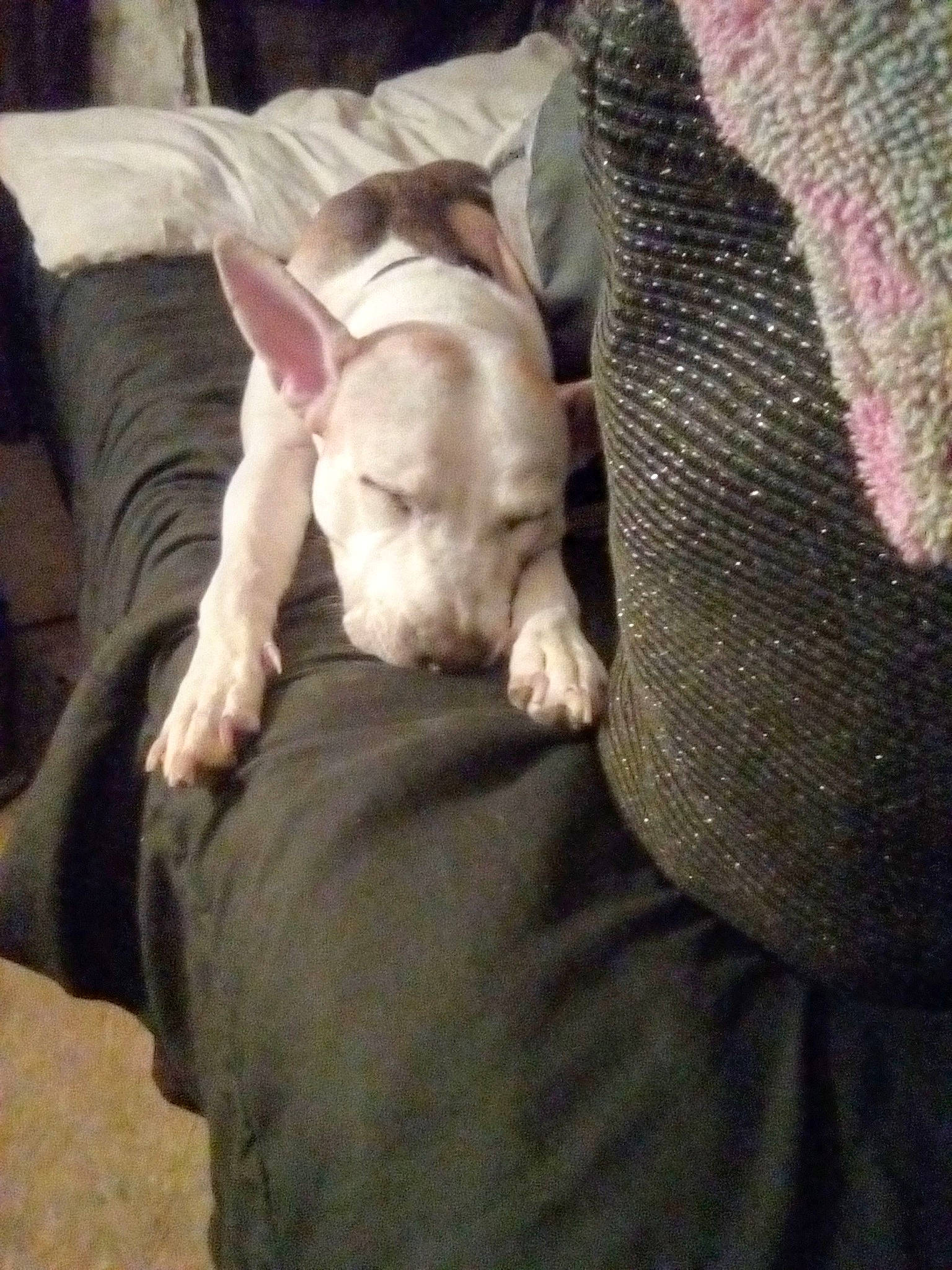 Blu joined the competition — help win amazing prizes! carnivore, cloud, comfort, companion_dog, couch, dog, dog_breed, ear, fawn, felidae, fur, human_leg, linens, paw, small_to_medium_sized_cats, snout, sporting_group, tail, toy_dog, whiskers