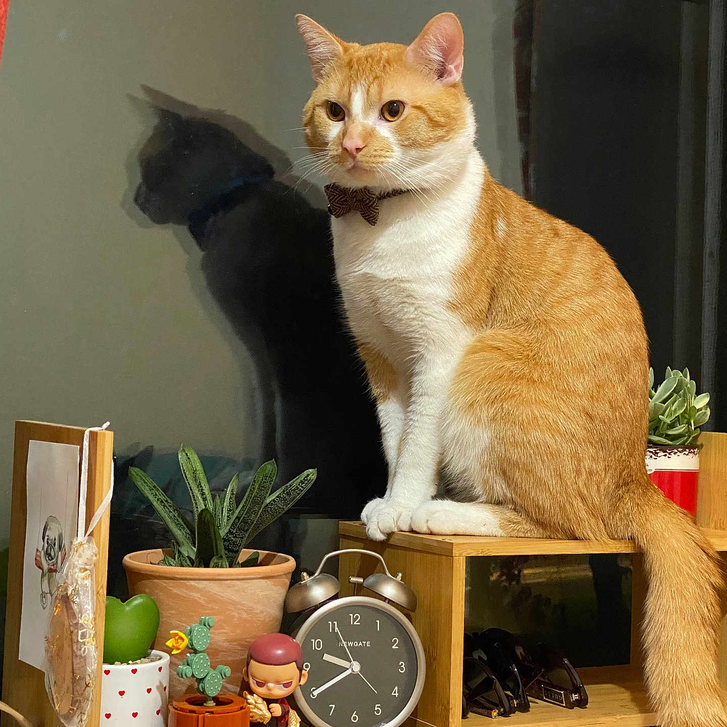 Leo joined the competition — help win amazing prizes! accessories, alarm_clock, bow_tie, cat, cute, decor, feline, figurine, furniture, home, indoor, orange_cat, pet, plant, potted_plant, reflection, shadow, sitting, window, wooden_shelf