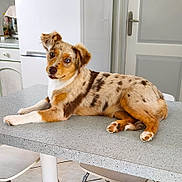 Aka a rejoint le concours — aidez-le/la à gagner de superbes lots ! dog, puppy, blue_eyes, multicolored, lying_down, kitchen, countertop, refrigerator, door, curious, pet, indoor, fur, ears, table, home, animal, domestic, relaxed, cute