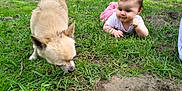 Séléna participe au concours pour gagner de l'argent avec cette photo : baby, dog, grass, river, outdoor, nature, curious, exploration, animal, child, greenery, daylight, cute, pet, field, small_dog, lying_down, sniffing, casual_clothing, baby_girl