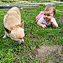 baby, dog, grass, river, outdoor, nature, curious, exploration, animal, child, greenery, daylight, cute, pet, field, small_dog, lying_down, sniffing, casual_clothing, baby_girl