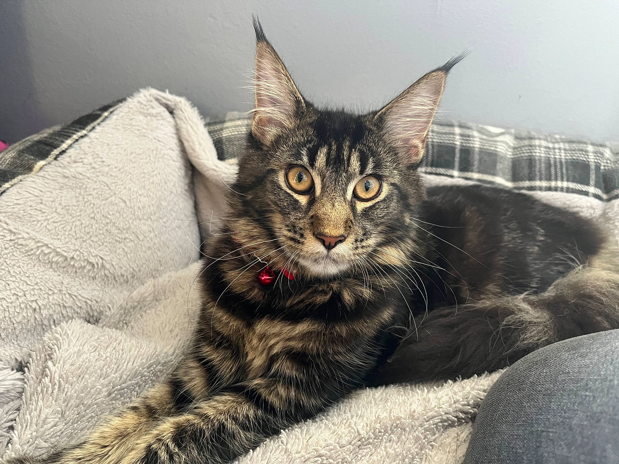 Calypso joined the competition — help win amazing prizes! carnivore, cat, cat_supply, claw, comfort, domestic_short_haired_cat, felidae, fur, paw, sitting, small_to_medium_sized_cats, snout, terrestrial_animal, tree, whiskers