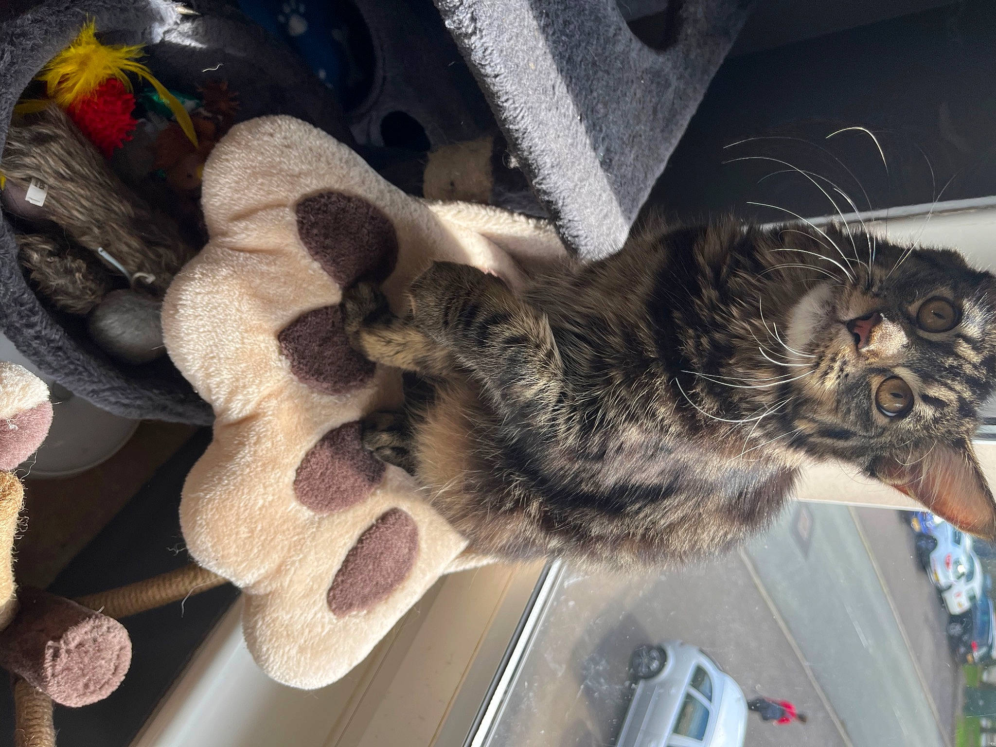 Calypso is registered to the contest to win money with this photo: boot, canidae, carnivore, cat, claw, dog_breed, domestic_short_haired_cat, feather, felidae, fur, human_leg, metal, paw, small_to_medium_sized_cats, snout, sporting_group, tail, toy, vehicle, whiskers