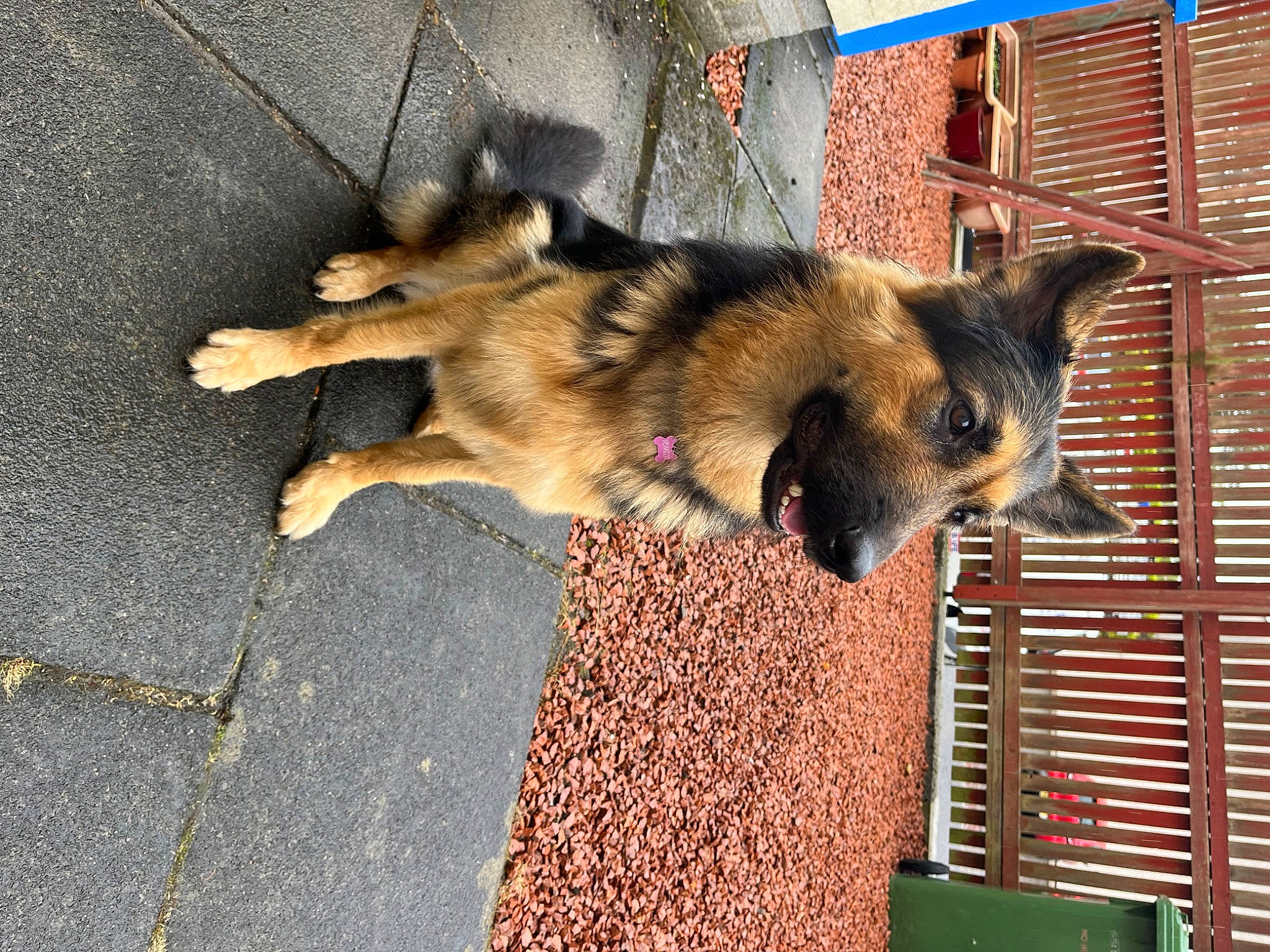 Luna joined the competition — help win amazing prizes! asphalt, belgian_shepherd_malinois, canidae, carnivore, dog, dog_breed, east_european_shepherd, fawn, fur, german_shepherd_dog, herding_dog, king_shepherd, old_german_shepherd_dog, road_surface, snout, street_dog, tail, window, wood, working_dog