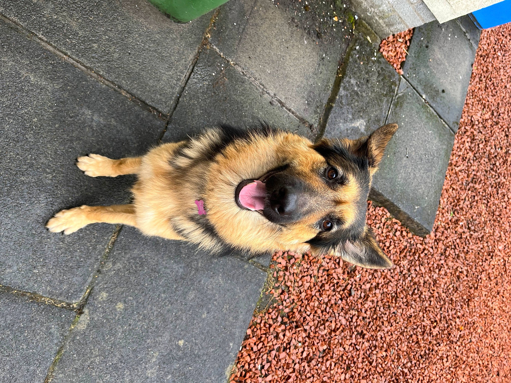 Luna is registered to the contest to win money with this photo: asphalt, canidae, carnivore, companion_dog, dog, dog_breed, fawn, fur, german_shepherd_dog, herding_dog, king_shepherd, old_german_shepherd_dog, paw, road_surface, snout, soil, sporting_group, tail, terrestrial_animal, working_dog