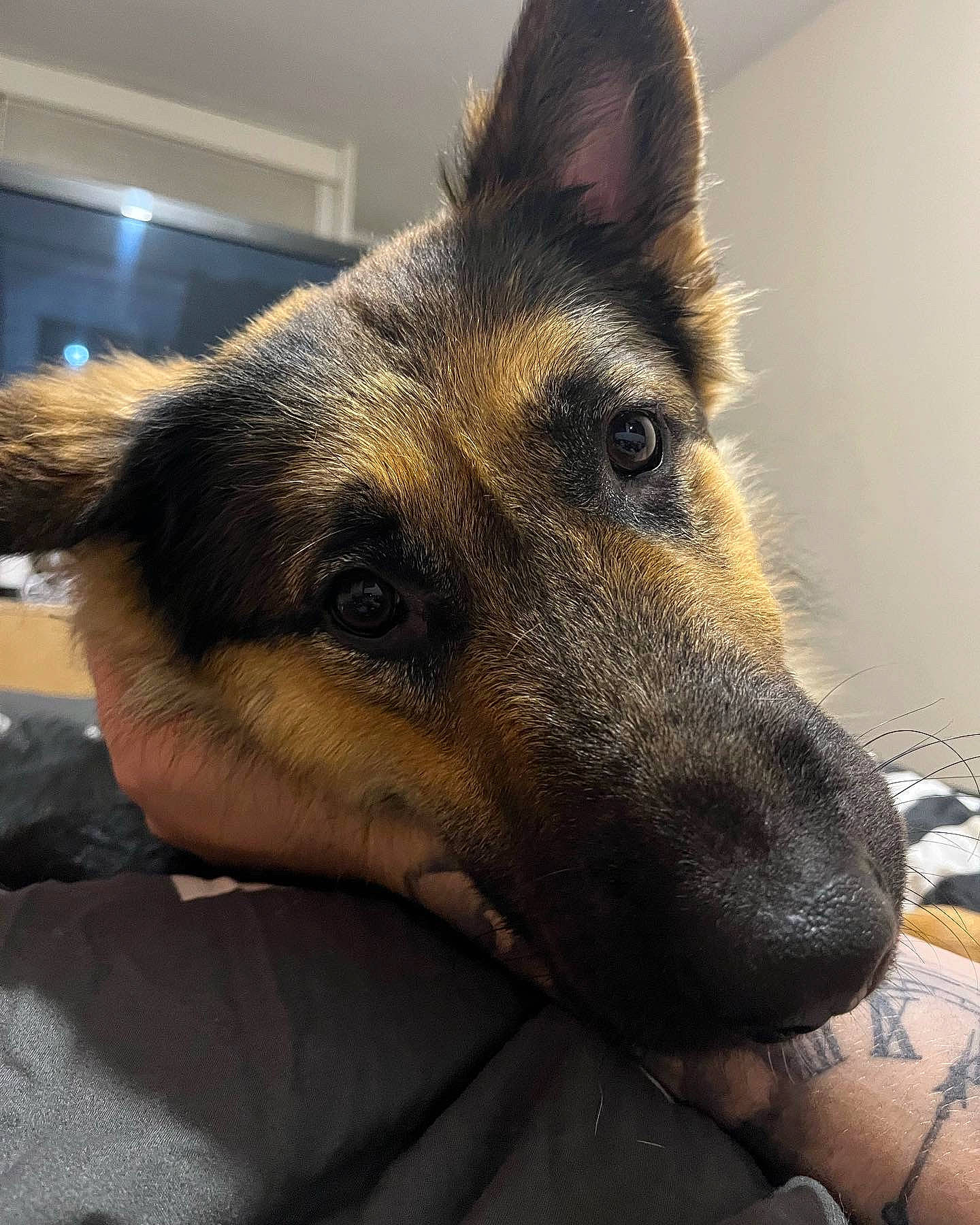 Luna joined the competition — help win amazing prizes! canidae, carnivore, companion_dog, dog, dog_breed, east_european_shepherd, flooring, fur, german_shepherd_dog, herding_dog, jaw, king_shepherd, metal, old_german_shepherd_dog, snout, sporting_group, terrestrial_animal, whiskers, working_animal, working_dog