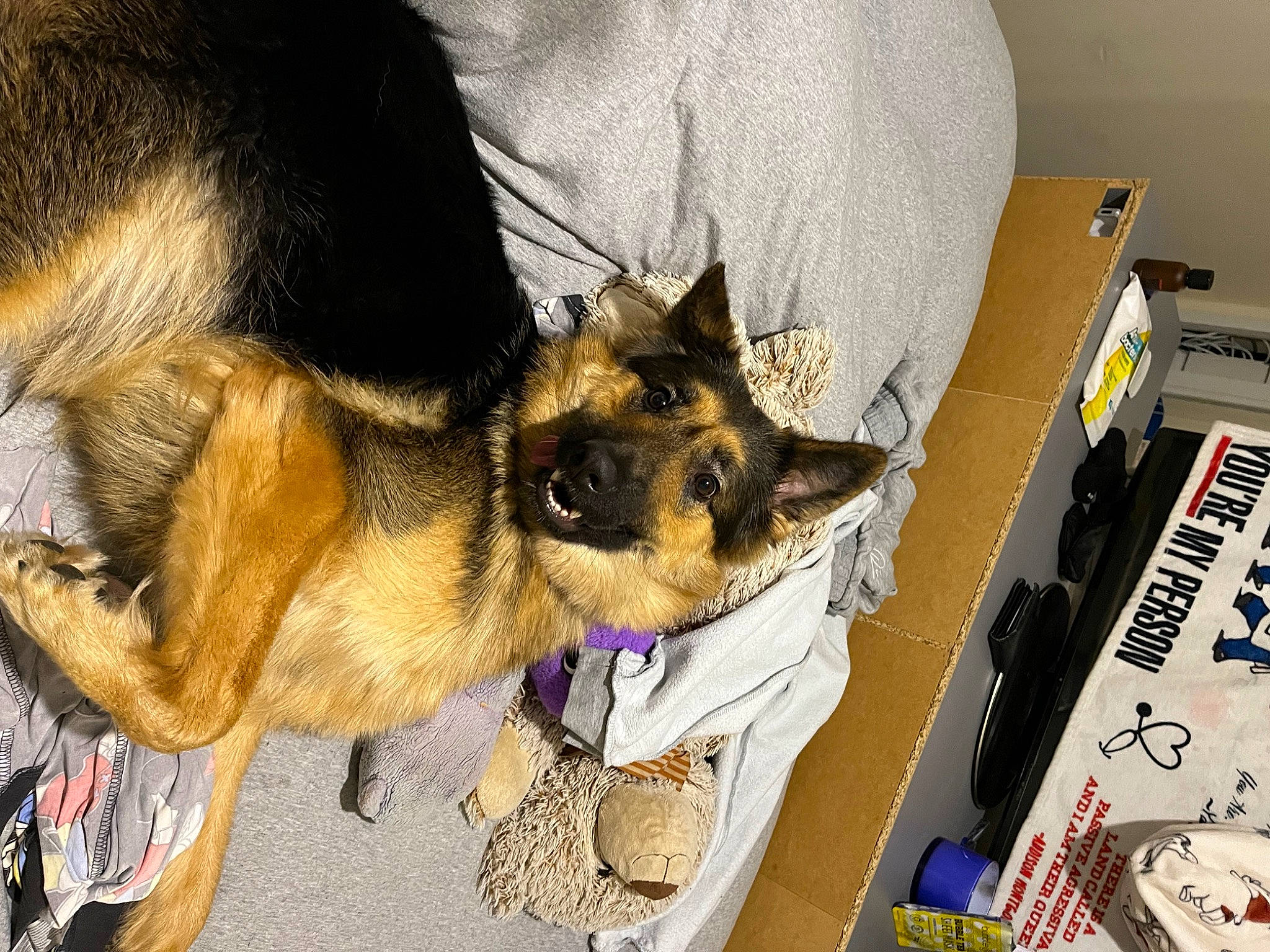 Luna joined the competition — help win amazing prizes! canidae, carnivore, companion_dog, dog, dog_breed, ear, east_european_shepherd, fawn, fur, german_shepherd_dog, herding_dog, king_shepherd, old_german_shepherd_dog, paw, sporting_group, working_animal, working_dog