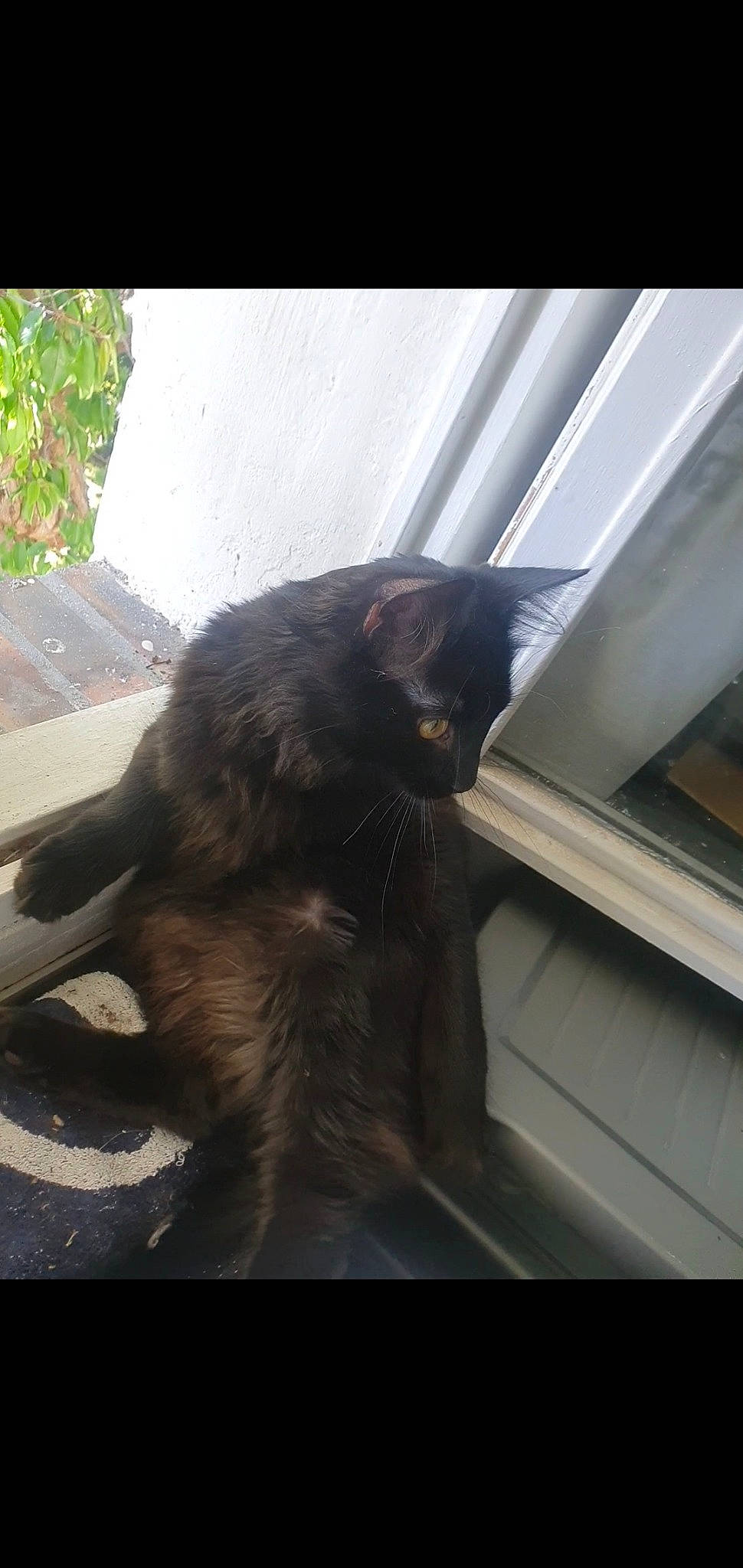 Warren participe au concours pour gagner de l'argent avec cette photo : black_cat, carnivore, cat, claw, comfort, dog_breed, domestic_short_haired_cat, felidae, fur, metal, natural_material, plant, small_to_medium_sized_cats, snout, tail, terrestrial_animal, tints_and_shades, whiskers, window, wood