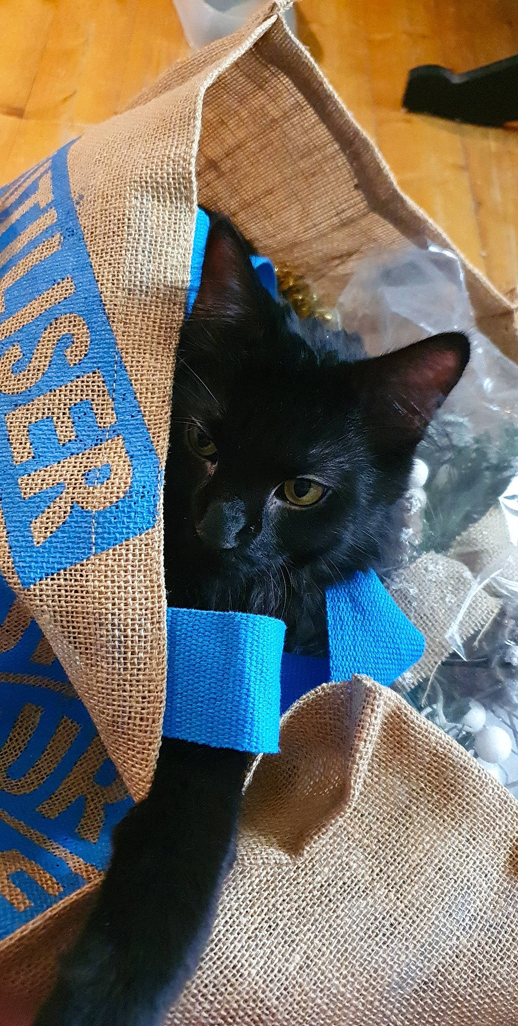 Warren a rejoint le concours — aidez-le/la à gagner de superbes lots ! azure, bag, black_cat, bombay, carnivore, cat, cat_bed, cat_supply, comfort, domestic_short_haired_cat, electric_blue, fawn, felidae, fur, grey, linens, pattern, small_to_medium_sized_cats, tail, whiskers