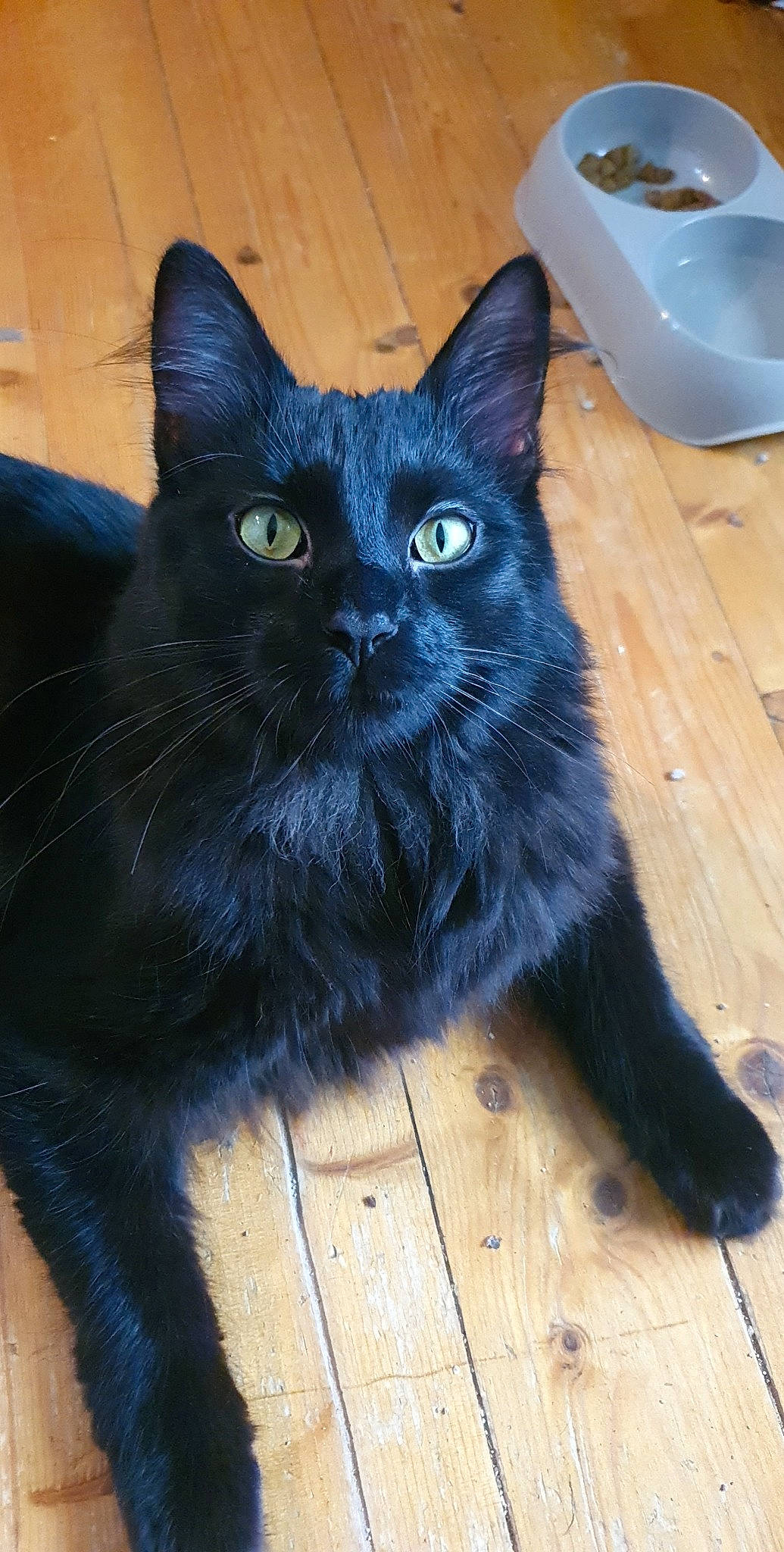 Warren a rejoint le concours — aidez-le/la à gagner de superbes lots ! black_cat, carnivore, cat, claw, comfort, domestic_short_haired_cat, electric_blue, eye, felidae, fur, hardwood, head, iris, kitchen_utensil, small_to_medium_sized_cats, snout, tail, terrestrial_animal, whiskers, wood