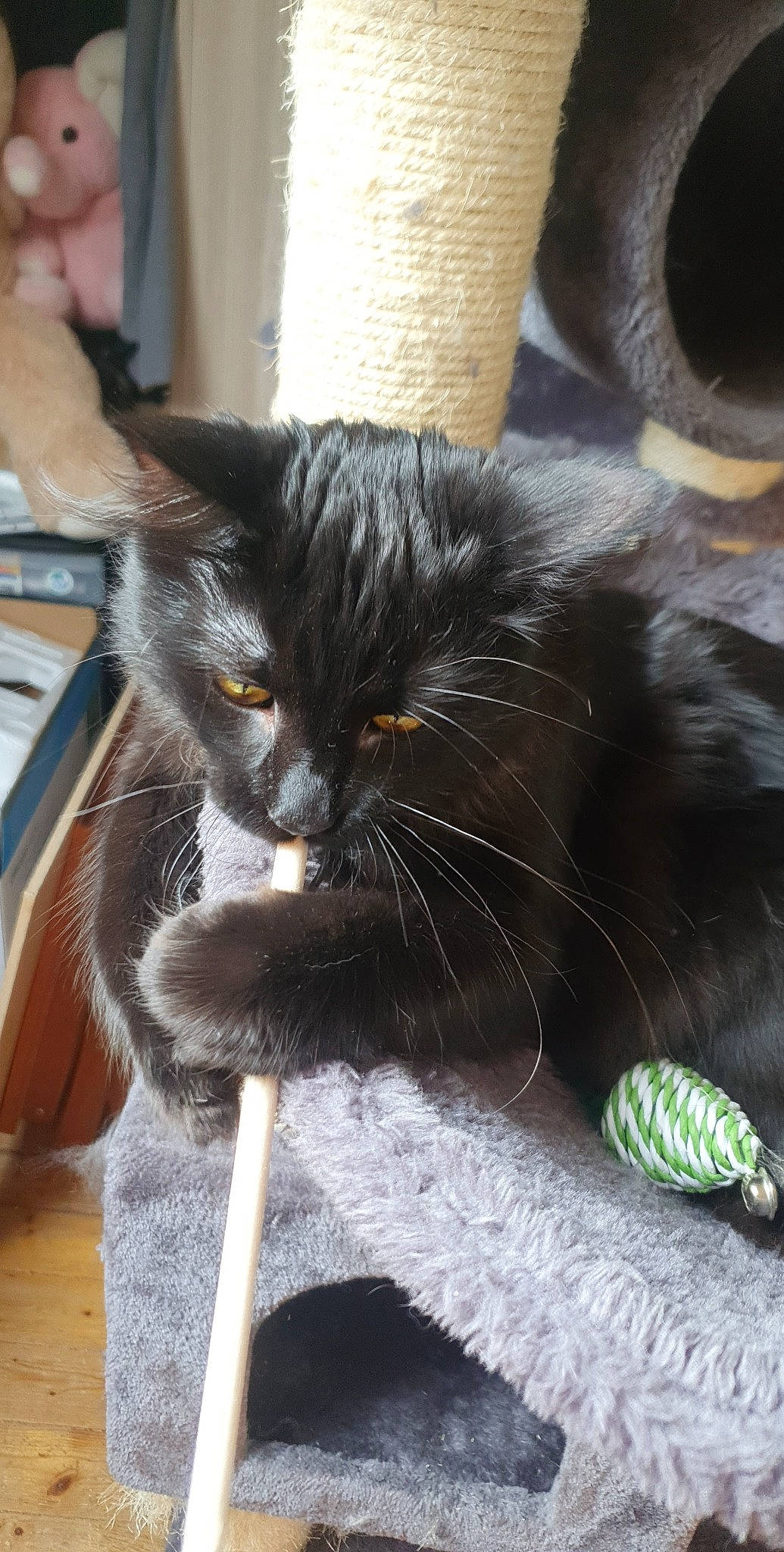 Warren a rejoint le concours — aidez-le/la à gagner de superbes lots ! black_cat, carnivore, cat, claw, comfort, domestic_short_haired_cat, felidae, flooring, foot, fur, grass, paw, porch, sitting, small_to_medium_sized_cats, snout, tail, whiskers, window