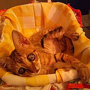 Zizi participe au concours pour gagner de l'argent avec cette photo :