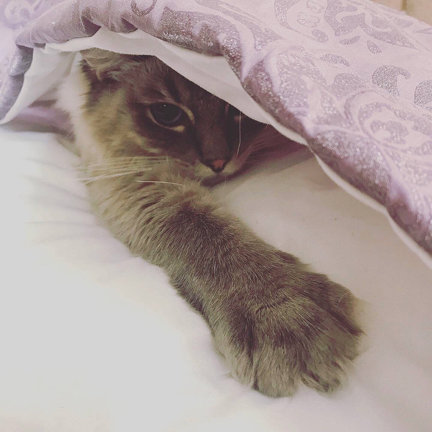 Murphy is registered to the contest to win money with this photo: bed_sheet, carnivore, cat, ear, fawn, felidae, fur, kitten, linens, scottish_fold, small_to_medium_sized_cats, tail, textile, whiskers