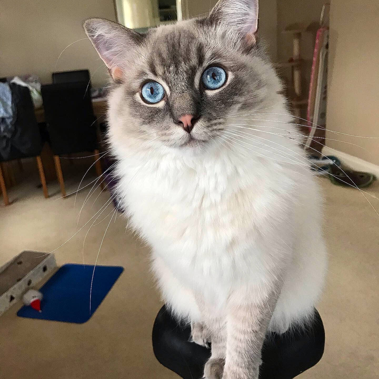 Murphy is registered to the contest to win money with this photo: asian, asian_semi_longhair, balinese, birman, british_semi_longhair, carnivore, cat, domestic_long_haired_cat, domestic_short_haired_cat, eye, felidae, iris, mammal, ojos_azules, ragdoll, siberian, small_to_medium_sized_cats, thai, vertebrate, whiskers