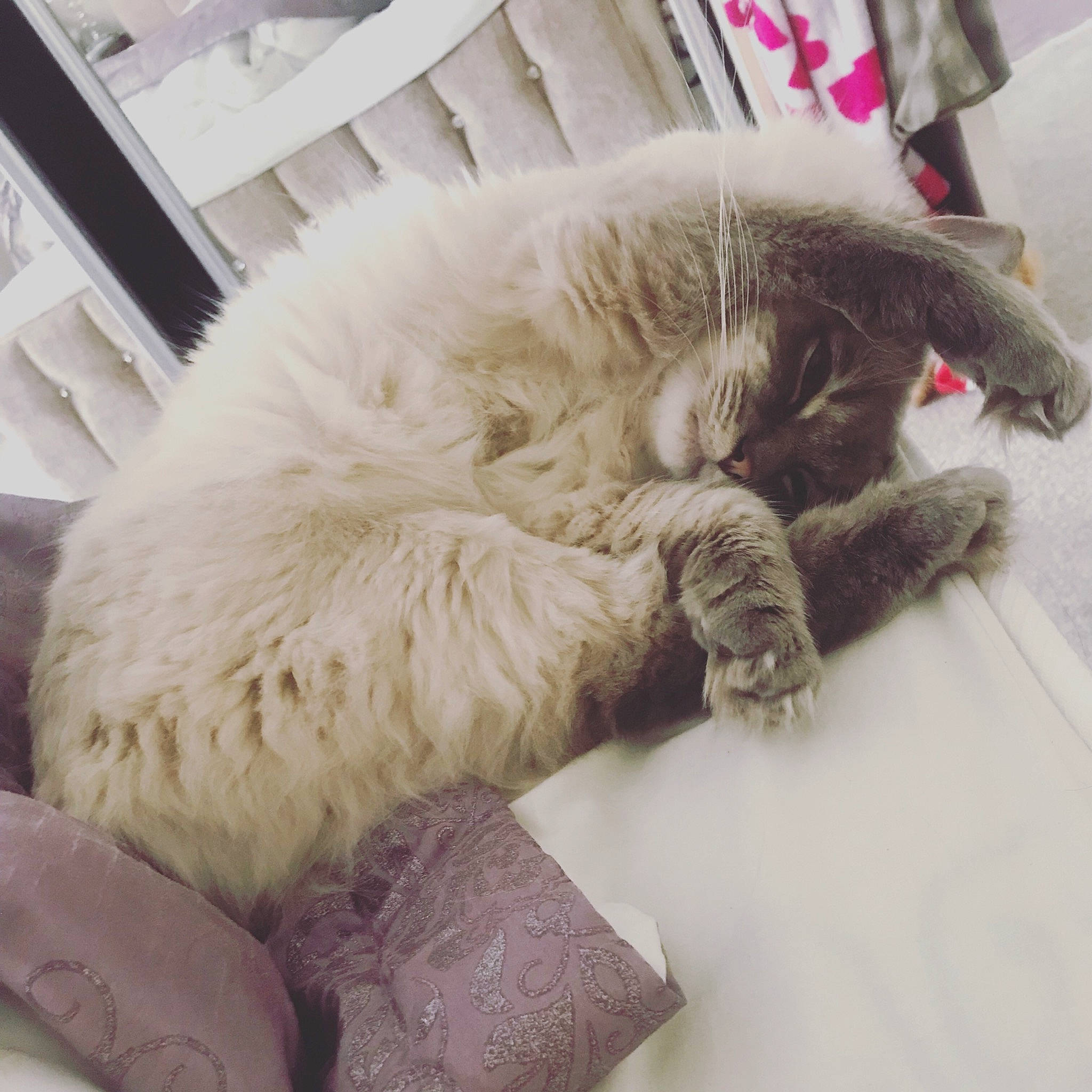 Murphy joined the competition — help win amazing prizes! british_longhair, british_semi_longhair, carnivore, cat, claw, comfort, domestic_long_haired_cat, fawn, felidae, fur, kitten, nap, paw, persian, selkirk_rex, skin, sleep, small_to_medium_sized_cats, tail, whiskers