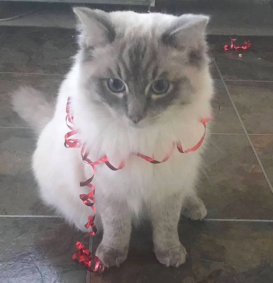 Murphy is registered to the contest to win money with this photo: american_curl, asian_semi_longhair, birman, british_longhair, british_semi_longhair, carnivore, cat, cymric, domestic_long_haired_cat, felidae, himalayan, mammal, persian, ragamuffin, ragdoll, small_to_medium_sized_cats, tail, turkish_angora, vertebrate, whiskers