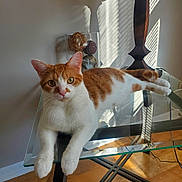 Charlie is registered to the contest to win money with this photo: cat, orange_and_white, glass_table, indoor, sunlight, window_shadows, decorative_orbs, lamp, wood_floor, curious_eyes, relaxed, pet, feline, whiskers, paws, face, home_decor, reflection, table_leg, cozy