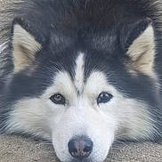 Arrow a rejoint le concours — aidez-le/la à gagner de superbes lots ! dog, alaskan_malamute, close_up, face, fur, resting, outdoor, animal, pet, canine, ears, nose, eyes, black_and_white, fluffy, lying_down, muzzle, portrait, nature, cute