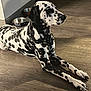 Pongo is registered to the contest to win money with this photo: dalmatian, dog, pet, animal, indoor, wooden_floor, black_and_white, spots, lying_down, relaxed, dog_bowls, metal_bowl, floor, domestic, canine, mammal, side_view, shadow, household, companion