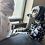 Pongo is registered to the contest to win money with this photo: dalmatian, dog, window, couch, paws, indoor, natural_light, looking_out, collar, pet, animal, black_and_white, spot_pattern, resting, quiet, calm, side_view, home, domestic, furniture