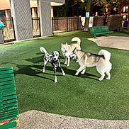Pongo joined the competition — help win amazing prizes! dog, dalmatian, husky, park, night, artificial_lighting, green_turf, bench, tree, fence, playful, animal, pet, outdoor, grass, canine, three_dogs, leisure, urban, friendly