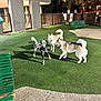 dog, dalmatian, husky, park, night, artificial_lighting, green_turf, bench, tree, fence, playful, animal, pet, outdoor, grass, canine, three_dogs, leisure, urban, friendly