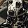Pongo