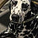 Pongo