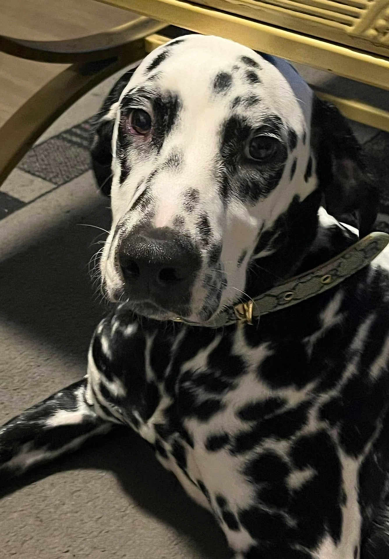 Pongo