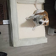 Willow joined the competition — help win amazing prizes! animal, brown_and_white, canine, casual, collar, cozy, curious, dog, dog_bed, domestic, flooring, furniture, home, indoor, looking_up, pet, shadow, sitting, toy, wooden_floor