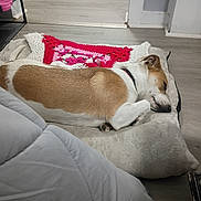 Wilow joined the competition — help win amazing prizes! dog, sleeping, pet_bed, crochet_blanket, indoor, floor, resting, white_and_brown, collar, cozy, quiet, calm, furniture, wooden_floor, home, relaxation, animal, companion, domestic, cute