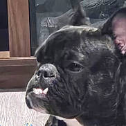 Kitty is registered to the contest to win money with this photo: dog, black_dog, pet, indoor, close_up, smiling_dog, rope_toy, wooden_floor, reflection, animal, canine, face, ear, teeth, snout, fur, companion, domestic_animal, playful, portrait