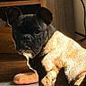 Kitty is registered to the contest to win money with this photo: dog, french_bulldog, indoor, sunlight, pet, animal, looking_at_camera, wooden_furniture, toy, curious, brown, black, ears, face, floor, shadow, cozy, domestic, companion, cute