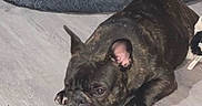 Kitty is registered to the contest to win money with this photo: dog, french_bulldog, brindle, pet_bed, floor, wooden_floor, indoor, resting, lying_down, canine, animal, mammal, ears, paws, fur, home, cozy, tired, companion, domestic