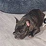 dog, french_bulldog, brindle, pet_bed, floor, wooden_floor, indoor, resting, lying_down, canine, animal, mammal, ears, paws, fur, home, cozy, tired, companion, domestic