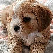 Daisy joined the competition — help win amazing prizes! puppy, dog, animal, pet, cute, fluffy, fur, paws, blanket, resting, indoors, closeup, adorable, young, small, tan, white, cozy, soft, calm