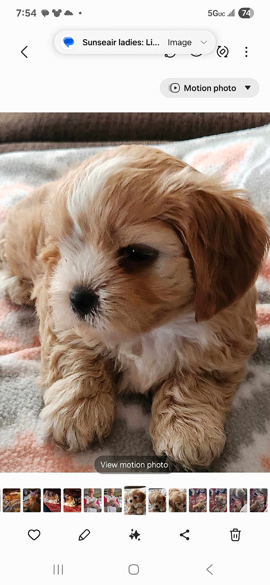 Daisy