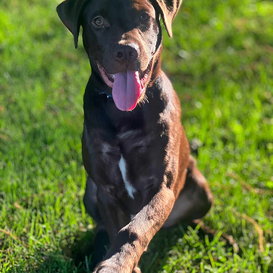 Oakley joined the competition — help win amazing prizes! animal, bodypart, boxer, bulldog, canine, dog, field, grass, greatdane, hound, labradorretriever, lawn, mouth, person, pet, pitbull, plant, pointer, puppy, tongue
