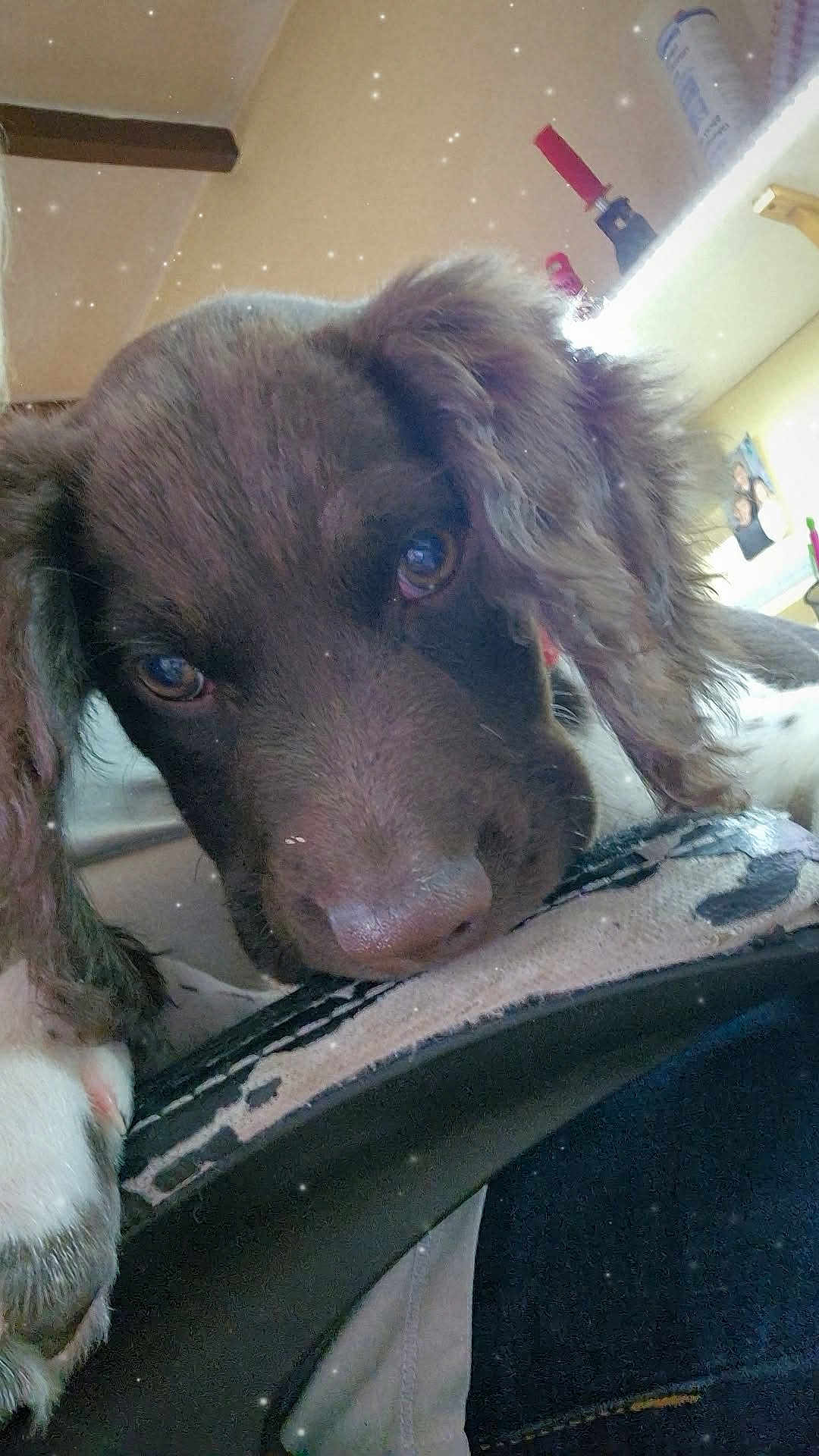 Aston a rejoint le concours — aidez-le/la à gagner de superbes lots ! puppy, dog, close_up, brown, white, fur, nose, indoor, resting, cute, animal, pet, soft, ears, face, fabric, worn_out, cozy, blurred_background, sparkle_effect